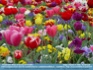 Photo: Tulips and Pansies ©2006 World-Link
