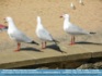 Photo: "Aww....See, Gulls" (Aussie Seagulls) ©2006 L. Connolly