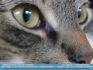 Photo:  "In a Cat's Eye ©2006 World-Link