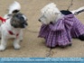 Photo: Lhasa Apso and West Highland Terrier- meeting and greeting ©2006 World-Link