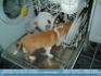 Photo: Where's my Dinner (pup in dishwasher) ©2006 M. Cepeda