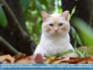 Photo:  Light yellow tabby cat staring out from under magnolia ©2006 World-Link