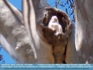 Photo: Cockatoo in Gum Tree, Bribie, Queensland Australia ©2006 Paul Troy 