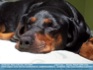 Photo:  I Don't Care (sleeping Rottweiller), Warsaw, Poland ©2006 Zosia