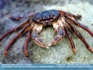 Photo:  "Crabby Day"   Ulladulla, NSW Oz © Paul Troy