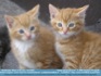 Photo: "Twins and Proud of it" 2 orange tabby kittens  ©2006 Dermot O'Connell