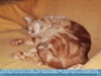 Photo:  "Pssst..don't disturb, Tiggy is dreaming of Mice." Red Tabby asleep on couch ©2006 Dagmar Strell