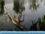 Photo: Tree limb in a pond - Santry, Dublin Ireland ©2006 World-Link