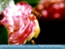Photo; "The Bees Knees", Orange NSW ©Paul Troy