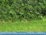 Photo:  Young Rabbit at the edge of a thicket ©2006 World-Link