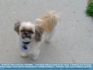 Photo: Coco-Marie "shih tzu" posing for the camera ©2006 Stephanie from Wyoming