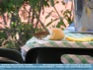 Photo "The Lord Always Provides" - sparrow and bread on a picnic table ©2005 Fernando Mª de Cabanyes.