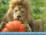Photo: Male Lion with enrichment pumpkin at Whipsnade Wild Animal Park, UK ©2006 Mick (Micilin)