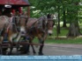 Photo: Mule Drawn Wagon, 4th of July Parade, USA ©2006 World-Link