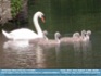 Photo: Swan and Signets on the River Trent, England ©2006 Micilin