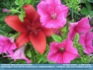 Photo:  Red Lily and Bright pink petunias ©2006 Annette