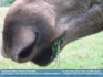 Photo:  "Not a horse snout" ©2006 Annette
