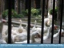 Photo:  Geese at Barcelona Cathedral ©2006 Mar