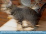 Photo: Physics Lesson: An object in Motion (Brown Tabby refusing to stay still for cam) 2006 World-Link