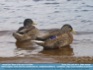 Photo: Ducks #242 and 243 sjomewhere in swjeden ©2006 Annette