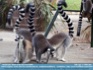 Photo: "Tails Up!"  Ring Tailed Lemurs in Barcelona ©2006 Mar