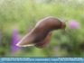 Photo:  "Life on the Slow Pane" - snail on glass... ©2006 Micilin