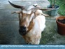 Photo:  "Hay, How you Doin"   Goat...©2006 J. Flahive