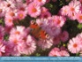 Photo: "Meal for a Friend"  - butterfly on pink mums/asters ©2006 Annette