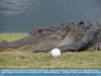 Photo: Penalty Shot - Tiger's Eye Golf Course,  Calabash, NC USA  ©2006 Richard Scott