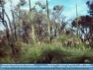 Photo:  After the Fire - Grass Trees in Bloom, AU  ©2006 J. Flahive 