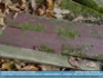 Photo: Just a red plank in the woods ©2006 World-Link 