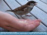 Photo:  "More Crumbs" Sparrow eating bread crumbs from hand ©2006 Annette