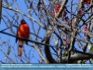 Photo:  "Cardinal's In" - Cardinal sitting on Phone line ©2006 World-Link 