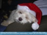 Photo: Christmas Dog ©2006 L. Connolly 