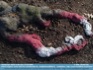 Photo: Oak roots, painted red and white (why? 'ell if i know)  ©2006 World-Link