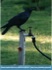 Photo: Rook in for a Drink ©2006 Jack Flahive