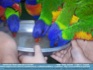 Photo:  "Wild" Birds.... parrots/conures being fed out of a shallow bowl, Australia ©2007 E. Connolly
