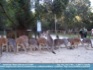 Photo:  Kangaroos lined up at feeding trough/zoo, Australia ©2007 E. Connolly