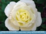Photo:  White Rose ©2007 World-Link 