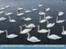 Photo: Flotilla of Swans, Claddagh, Galway, Ireland ©2007 E. Behan