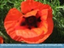Photo:  "The Power of Summer"  - Red Poppy in Bloom, Germany ©2007 Annette