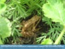Photo:  A Garden Friend - frog/toad among mesclun salad greens ©2007 Annette