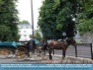 Photo:  "All Alone"  Jaunting cars and horse, Killarney, Co. Kerry © 2007 Treasa
