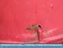 Photo:  Yellowjacket Wasp on farm machinery - Olmstead State Park, Seattle, WA. USA ©2007 The Mieses