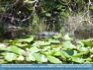 Photo:  "Keeping an Eye Out"  Crocodile/Aligator, Everglades, FLorida, USA ©2007 J. Murray 