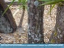 Photo:  "Incognito" - camoflaged lizard on tree ©2007 S. O'Muiri