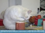Photo:  Ouch, it's hot - White cat stealing a taste of tea from a mug ©2007 S.0'Muiri