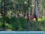 Photo:  Horses in the Aspens ©2007 Stephanie