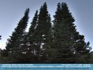 Photo:  "How Small We Are"  Tall Pine trees © 2007 Stephanie
