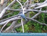 Photo:  Kingfisher perched in a tree, Montana, USA ©2007 Mies